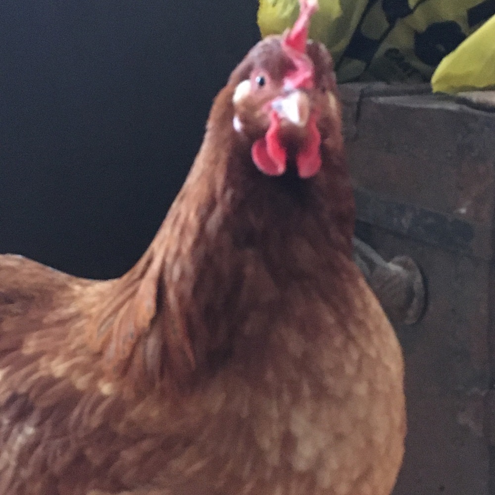 Meet your Posher, Elizabeth